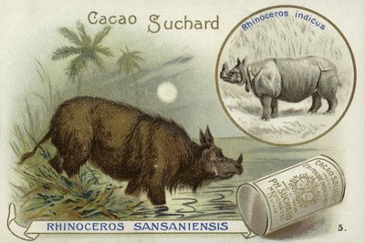 Rhinoceros SansaniensisおよびIndian rhinoceros 作： European School